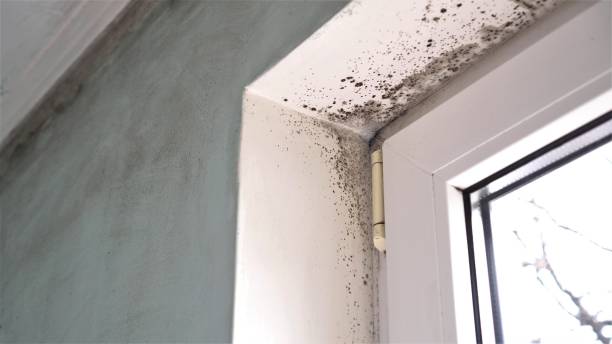 Best HVAC Mold Inspection and Cleaning  in Woodland Park, CO