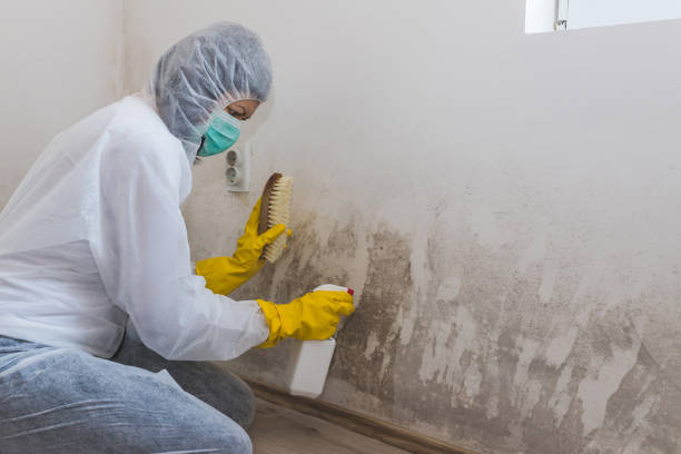 Best Asbestos and Lead Testing During Mold Inspection  in Woodland Park, CO