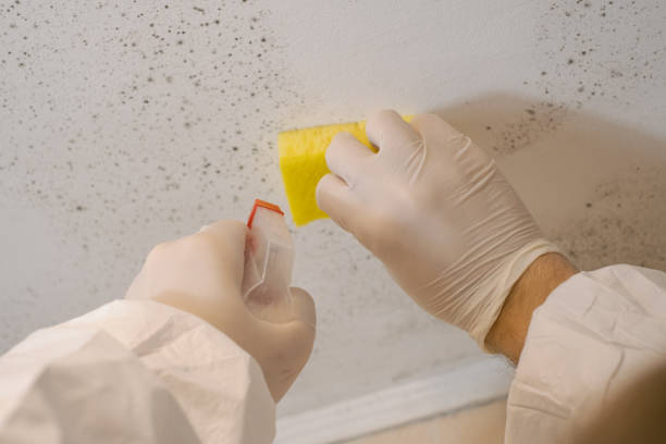 Professional Mold Removal in Woodland Park, CO