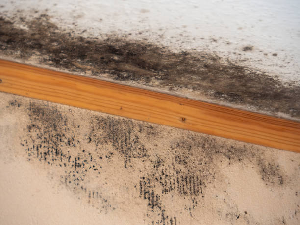 Best Mold Remediation for Healthcare Facilities  in Woodland Park, CO