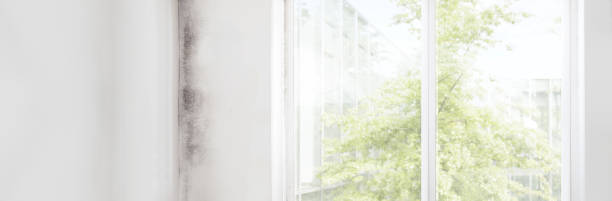 Best Forensic Mold Investigation  in Woodland Park, CO