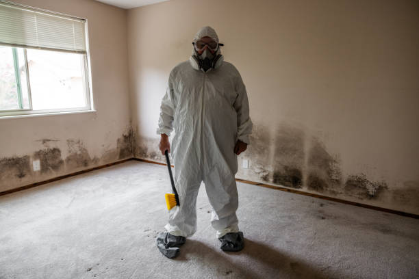 Best Mold Damage Restoration  in Woodland Park, CO
